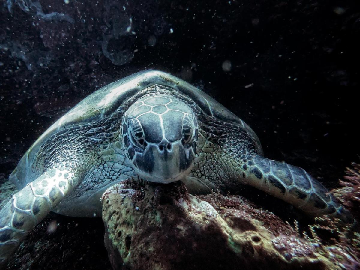 3Will Bunaken Dive Resort 외부 사진